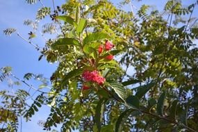 Red flowers on branch