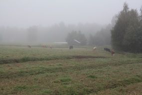 cows on the field in the morning in the fog