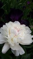 delicate white peony