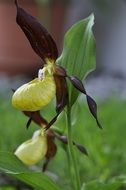 closeup photo of green orchid flower
