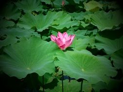 natural pink lotus plant
