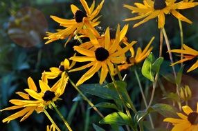 black eyed susan Yellow flowers