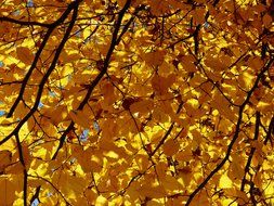 tree leaves in autumn