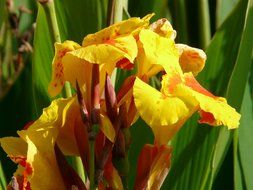 Canna is an ornamental plant