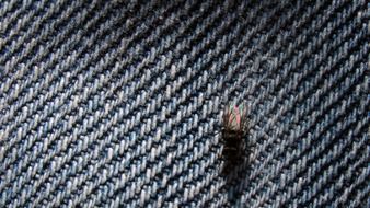 Close-up of a fly