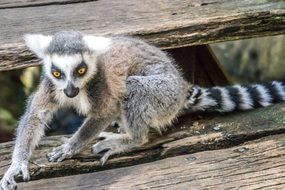 wild Lemur is a representative of the fauna