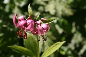 martagon lily national