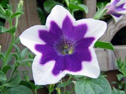 white-violet petunia flower