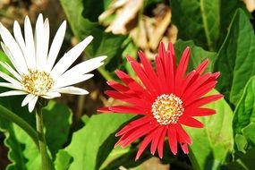 white and red flowers with pointed petals close-up