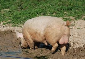 pigs mammal sow