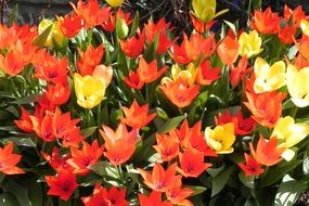 opened tulips spring