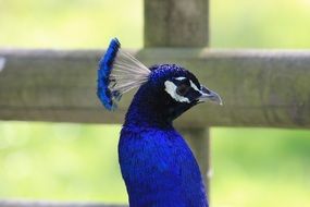 blue peacock head near a wooden fence