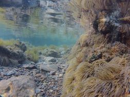 picture of underwater world off the coast of Spain