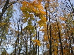 deciduous autumn forest against the blue sky