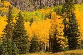 yellow and green autumn trees on a background of a mountain