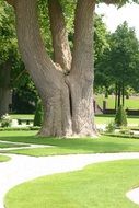 wide tree trunks on the background of other trees