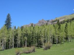 Landscape of aspen trees on a mountain