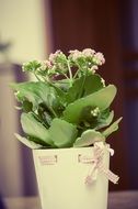 Picture of potted plant gift
