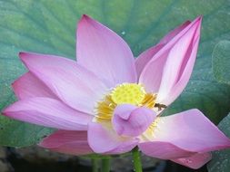 insect on a pink water lily close-up