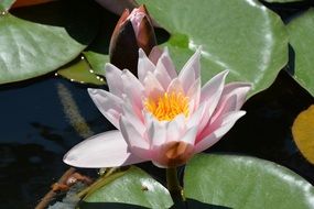 pink waterlily on the shoreline