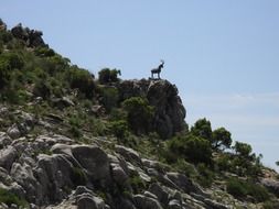 Mountain goat in Spain