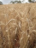 wheat field in early autumn