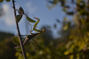 Praying Mantis on a thin tree branch