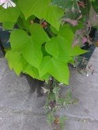 bright green plant leaves