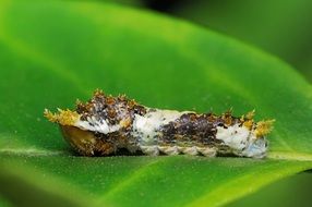 caterpillar on the green leaf