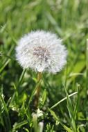 White dandelion in the grass