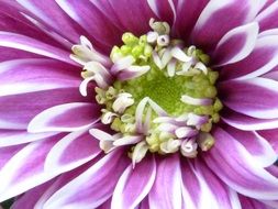 close-up picture of raindrops on a purple flower