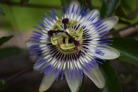 summer flower in Italy