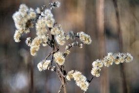 dry flower in winter time