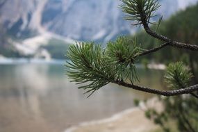 pine branches on the background of a mountain lake