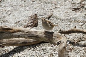 sparrow on a dry branch on a sunny day