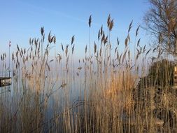 dry reeds on the lake in February