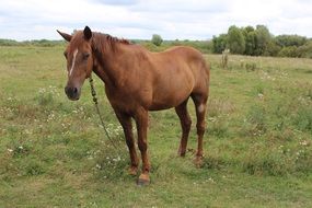 brown horse is grazing on a farm