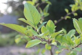 spring green leaves on a tree