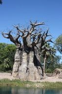 baobab tree in summer