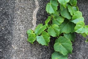 creeper plant leaves