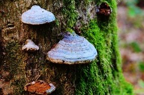 tree fungus mushrooms on tree