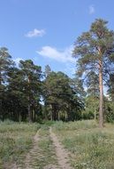 road in the forest zone