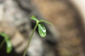 water drops on new plant’s green leaf