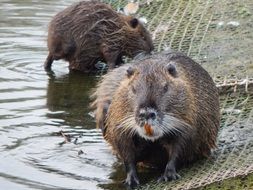 muskrat on the grid near the water