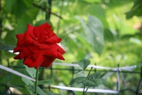 one red rose in the garden