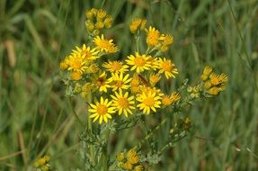 ragwort is a wild flower