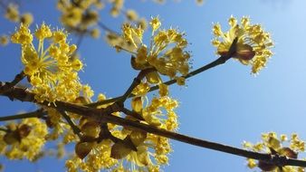 perfect spring blossom