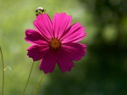 striking space flower