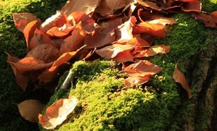 yellow leaves on a green stone