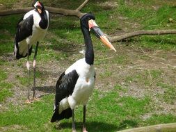 abdims storks